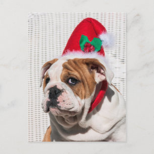 Bulldog Puppy with Christmas Hat Holiday Postcard