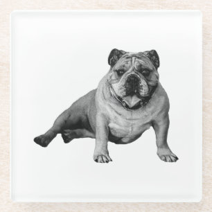 Bulldog Relaxation Moment Glass Coaster