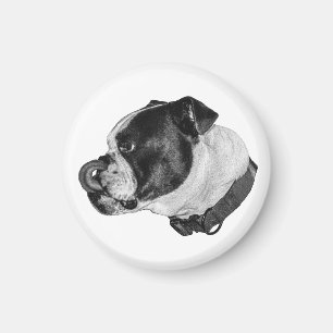 Bulldog Shaded Magnet