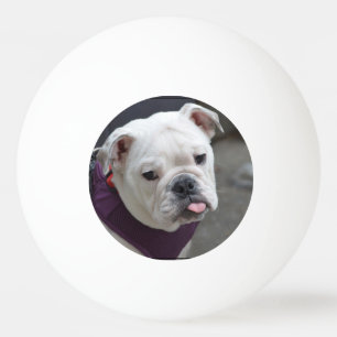 Bulldog Taunt Ping Pong Ball