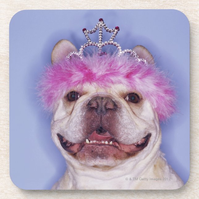 Bulldog wearing tiara coaster (Front)