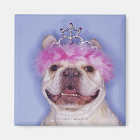 Bulldog wearing tiara