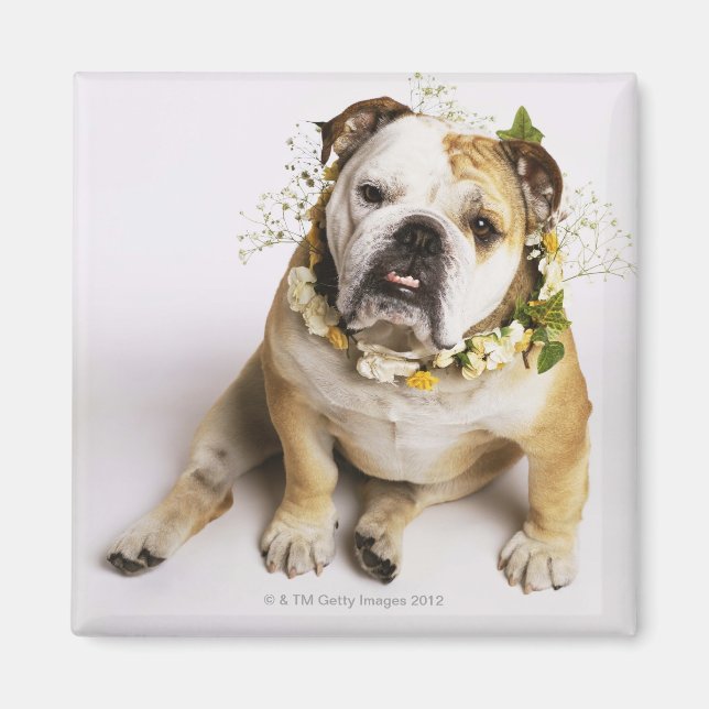 Bulldog with flower collar magnet (Front)