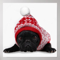 Bulldog With Hooded Sweater