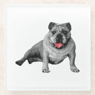 Bulldog with Red-Flecked Charm Glass Coaster