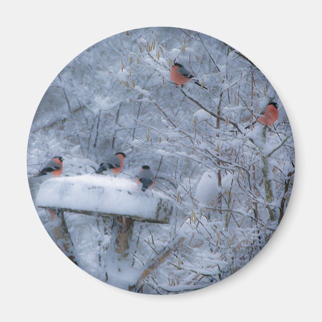 Bullfinch Magnet (Front)