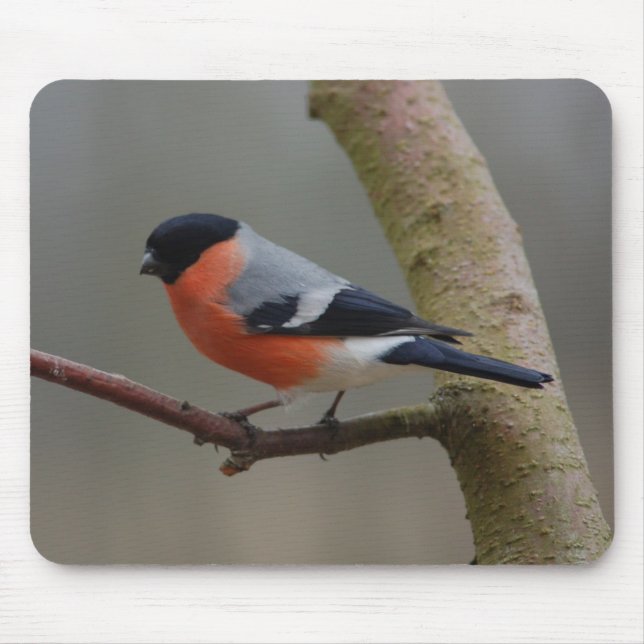 Bullfinch Mouse Pad (Front)