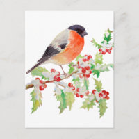Bullfinch on holly branch in snow post Card