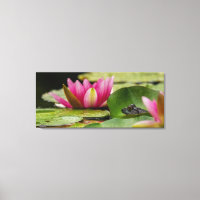 Bullfrog Among Water Lilies