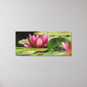 Bullfrog Among Water Lilies  Canvas Print
