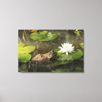 Bullfrog in Lily Pond