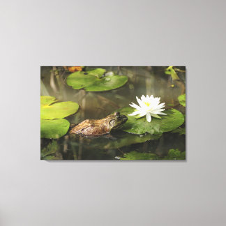 Bullfrog in Lily Pond Canvas Print