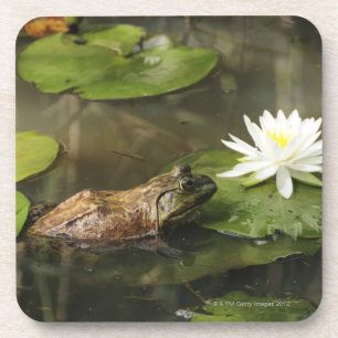 Bullfrog in Lily Pond Coaster
