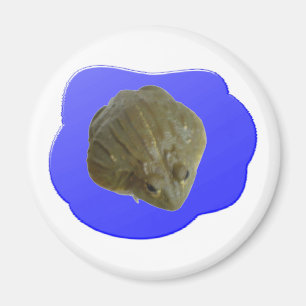 Bullfrog Magnet