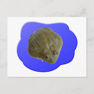 Bullfrog Postcard