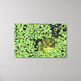 Bullfrog (Pyxicephalus adspersus) in duckweed Canvas Print