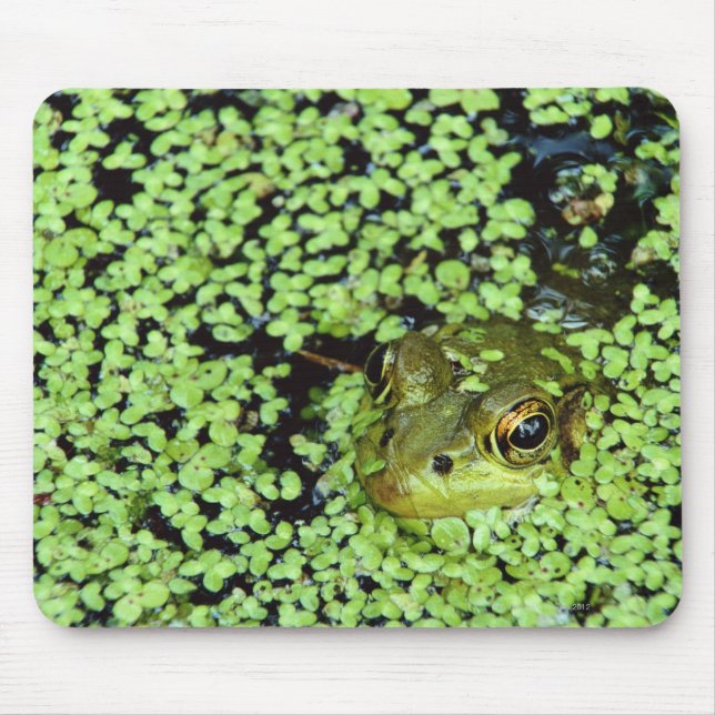 Bullfrog (Pyxicephalus adspersus) in duckweed Mouse Pad (Front)
