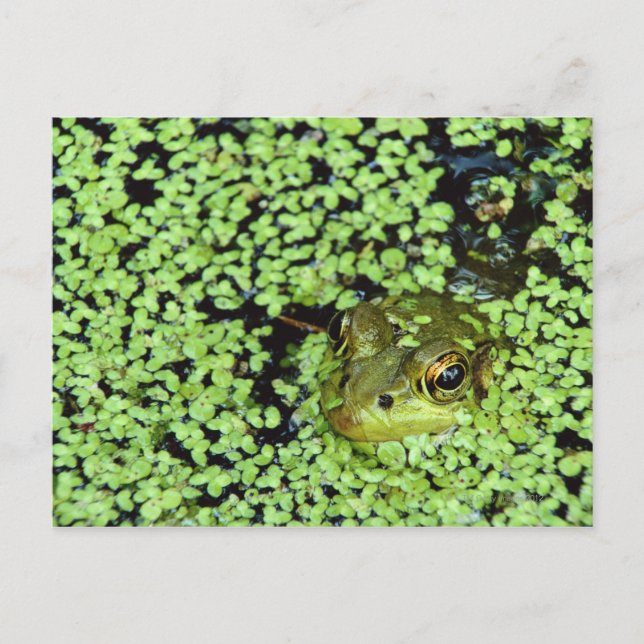 Bullfrog (Pyxicephalus adspersus) in duckweed Postcard (Front)