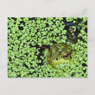 Bullfrog (Pyxicephalus adspersus) in duckweed Postcard
