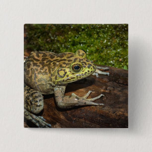Bullfrog, Rana catesbeiana 15 Cm Square Badge