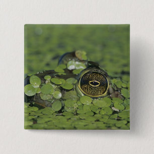 Bullfrog, Rana catesbeiana, adult in duckweed 15 Cm Square Badge