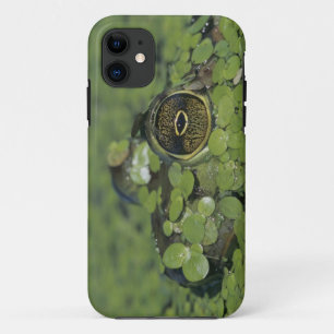 Bullfrog, Rana catesbeiana, adult in duckweed Case-Mate iPhone Case