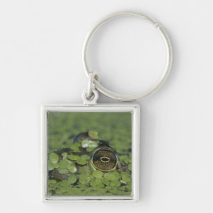Bullfrog, Rana catesbeiana, adult in duckweed Key Ring