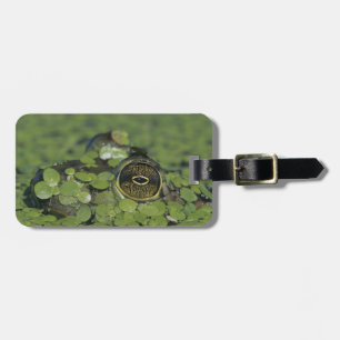 Bullfrog, Rana catesbeiana, adult in duckweed Luggage Tag