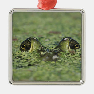 Bullfrog, Rana catesbeiana, adult in duckweed Metal Tree Decoration