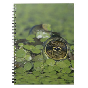 Bullfrog, Rana catesbeiana, adult in duckweed Spiral Notebook