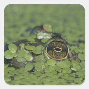 Bullfrog, Rana catesbeiana, adult in duckweed Square Sticker