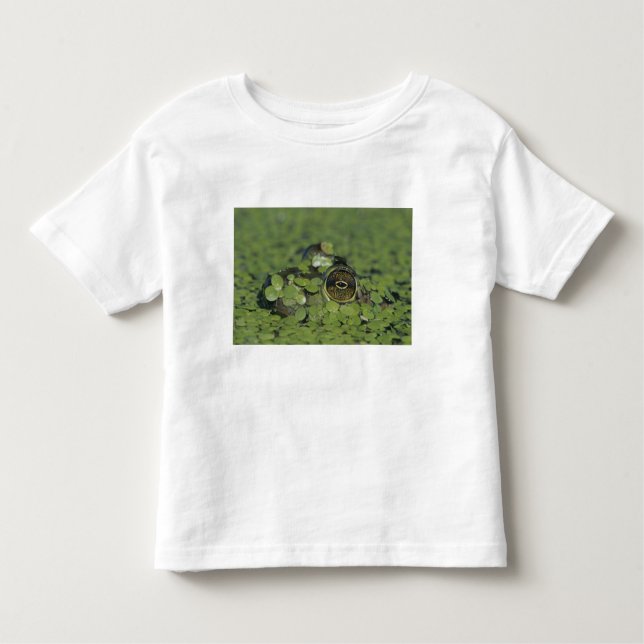 Bullfrog, Rana catesbeiana, adult in duckweed Toddler T-Shirt (Front)