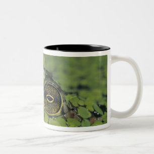 Bullfrog, Rana catesbeiana, adult in duckweed Two-Tone Coffee Mug