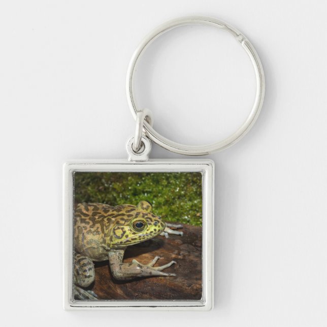 Bullfrog, Rana catesbeiana Key Ring (Front)