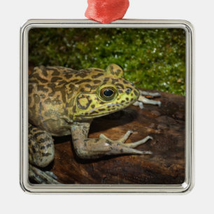 Bullfrog, Rana catesbeiana Metal Tree Decoration