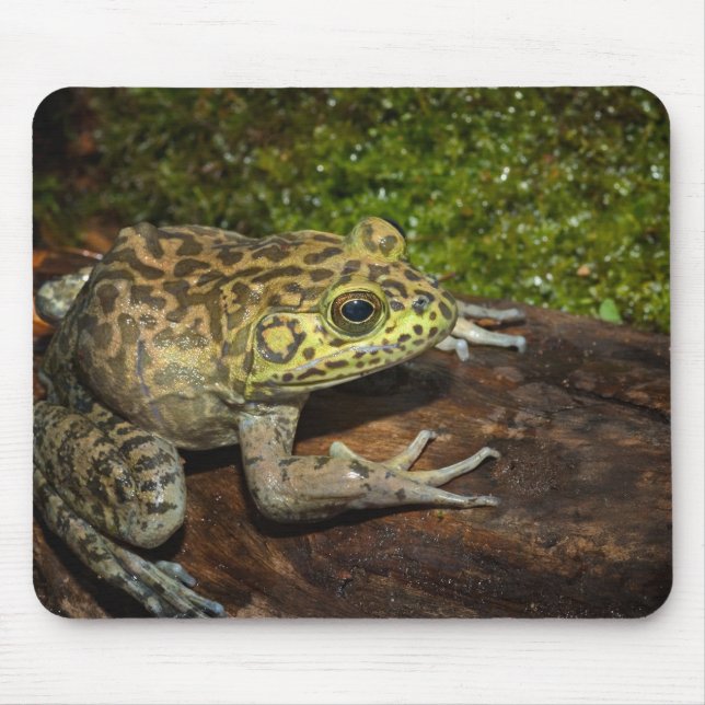 Bullfrog, Rana catesbeiana Mouse Pad (Front)