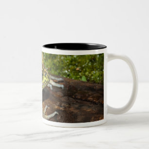 Bullfrog, Rana catesbeiana Two-Tone Coffee Mug