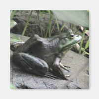 Bullfrog side view