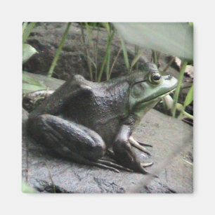 Bullfrog side view magnet