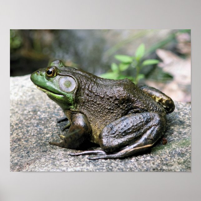 Bullfrog Sitting On Rock Nature Poster (Front)