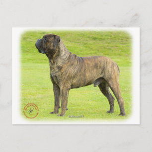 Bullmastiff 9R071D-077 Postcard