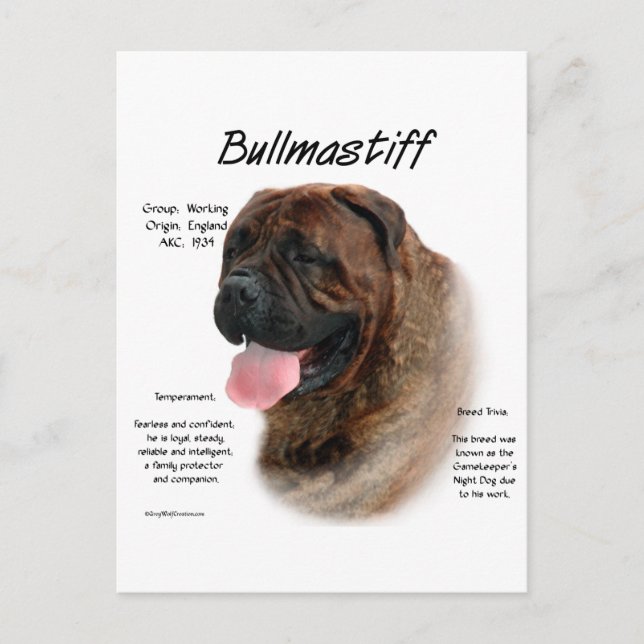 Bullmastiff (brindle) History Design Postcard (Front)