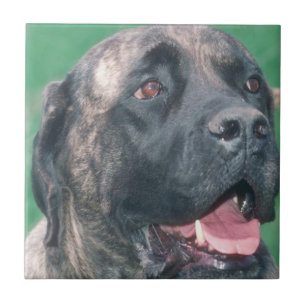 Bullmastiff Brindle Tile