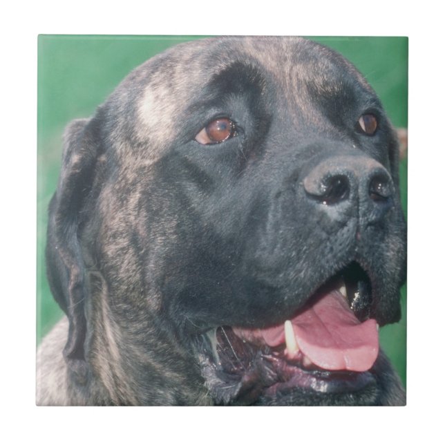 Bullmastiff Brindle Tile (Front)