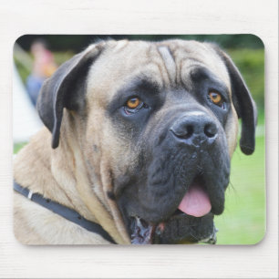 Bullmastiff Mouse Pad