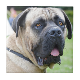 Bullmastiff Tile