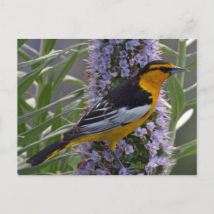 Bullock's Oriole Postcard