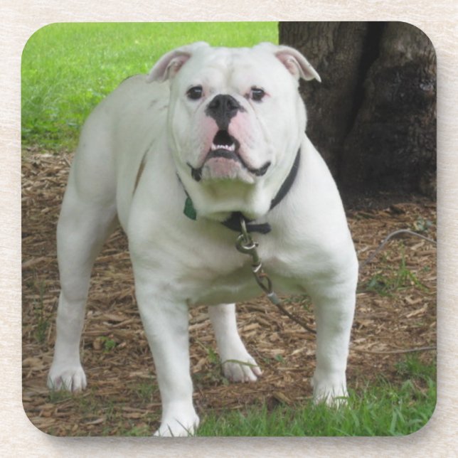 Bullodg Coasters (Front)