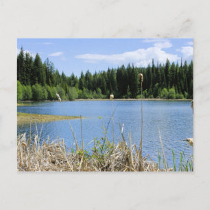 Bullrush - Marshall Lake Postcard