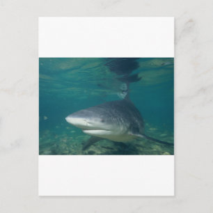 Bullshark Postcard